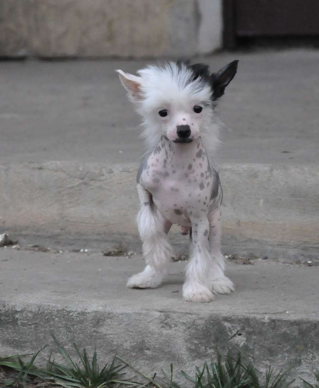 GIZMO Kolekcja Szuwarka