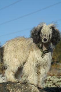 Kyokushin's Cape Isabell