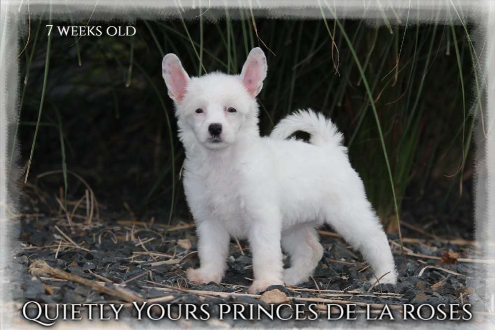 Quietly Yours Princes de la Roses