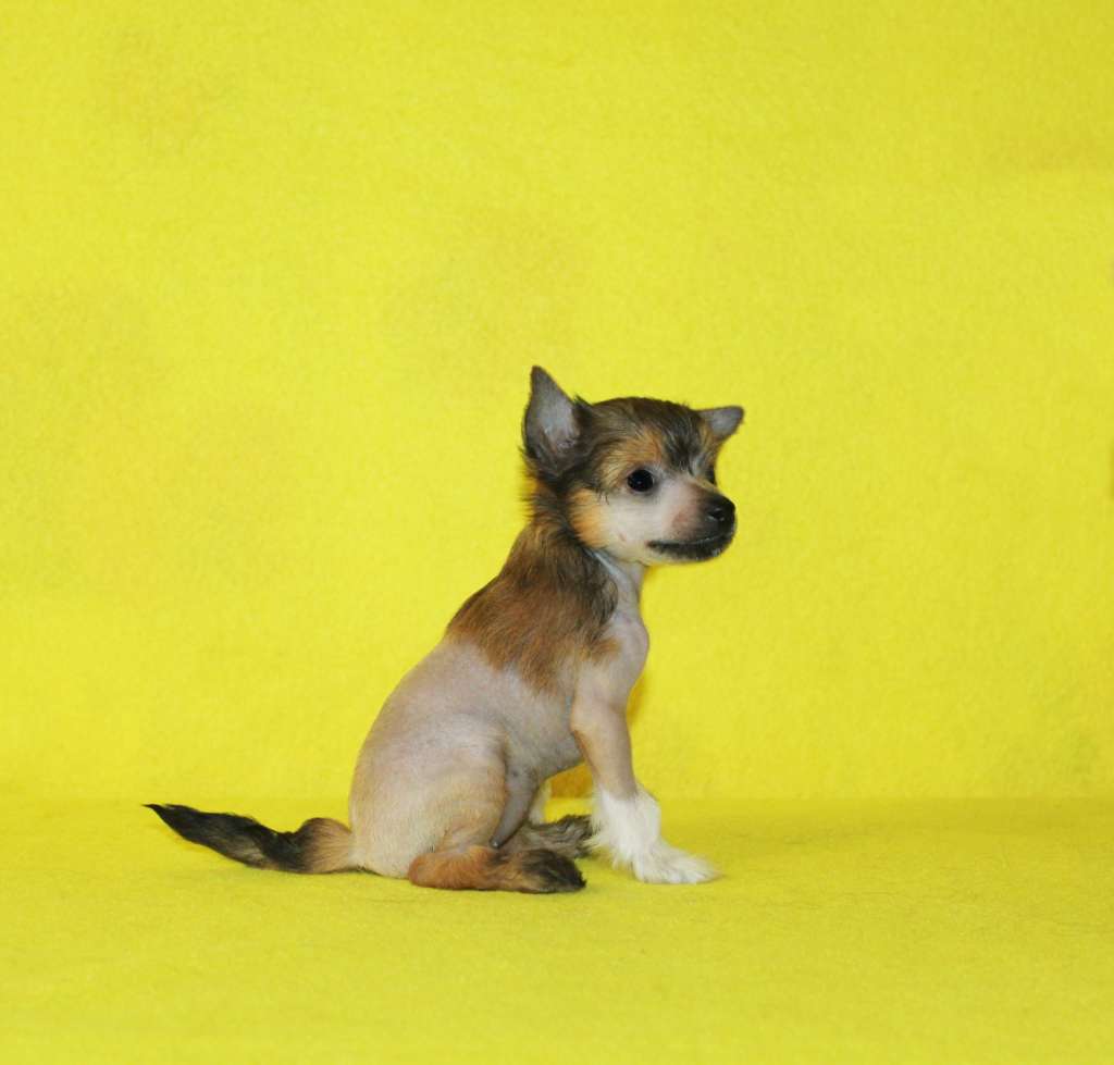 Charuyuschiy Soblazn Charovnitsa Chessi