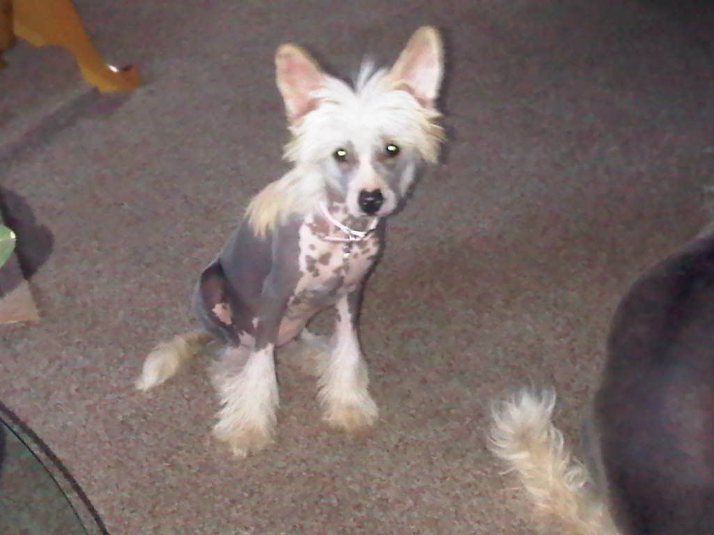 Goyave Little Champs