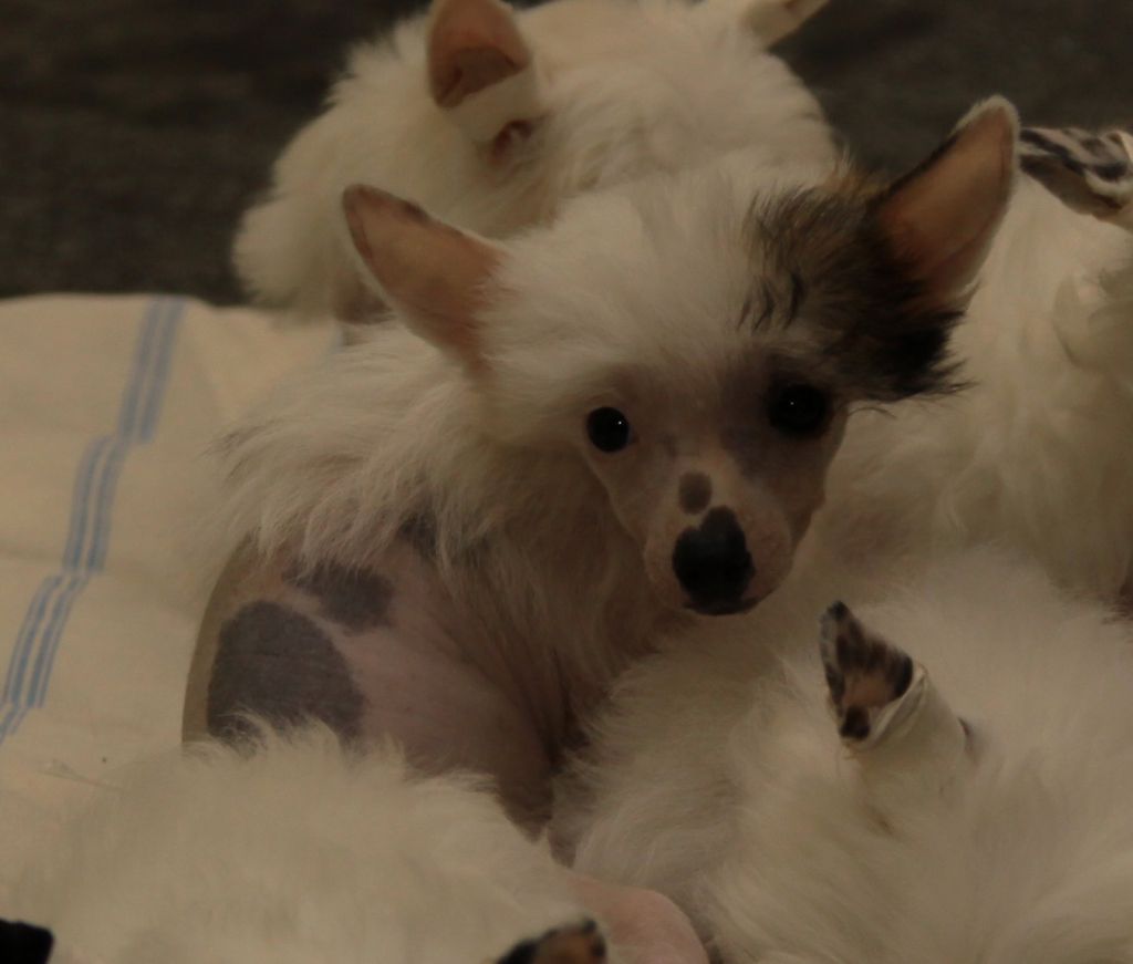 Premier Mari Yadviga