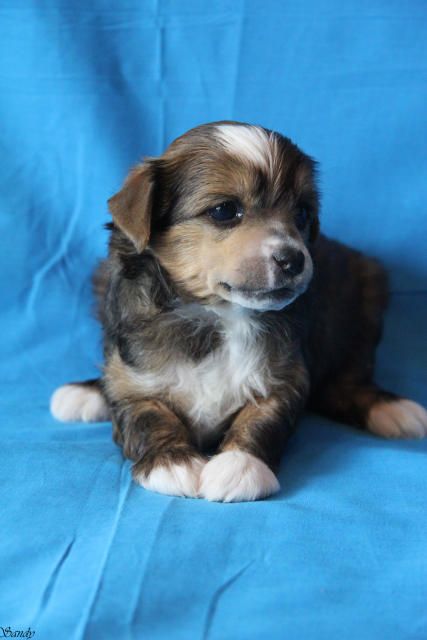 Apriori Vip Light of Life