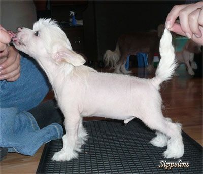 Magic'N Mystic Forbidden Fruit