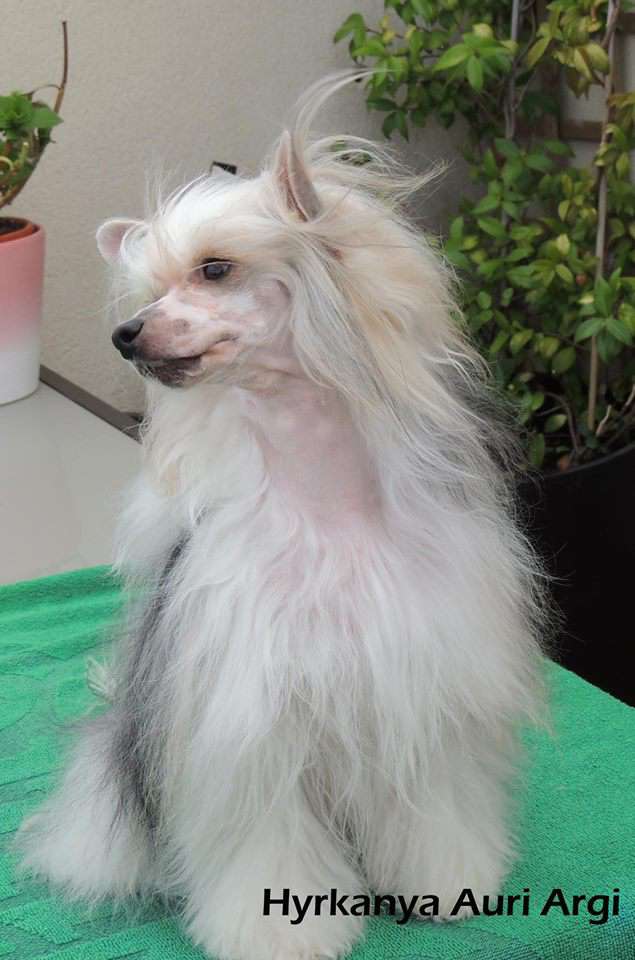 Hyrkanya Auri Argi