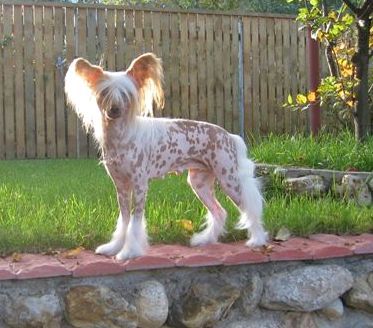 Zholesk Triniti Martel