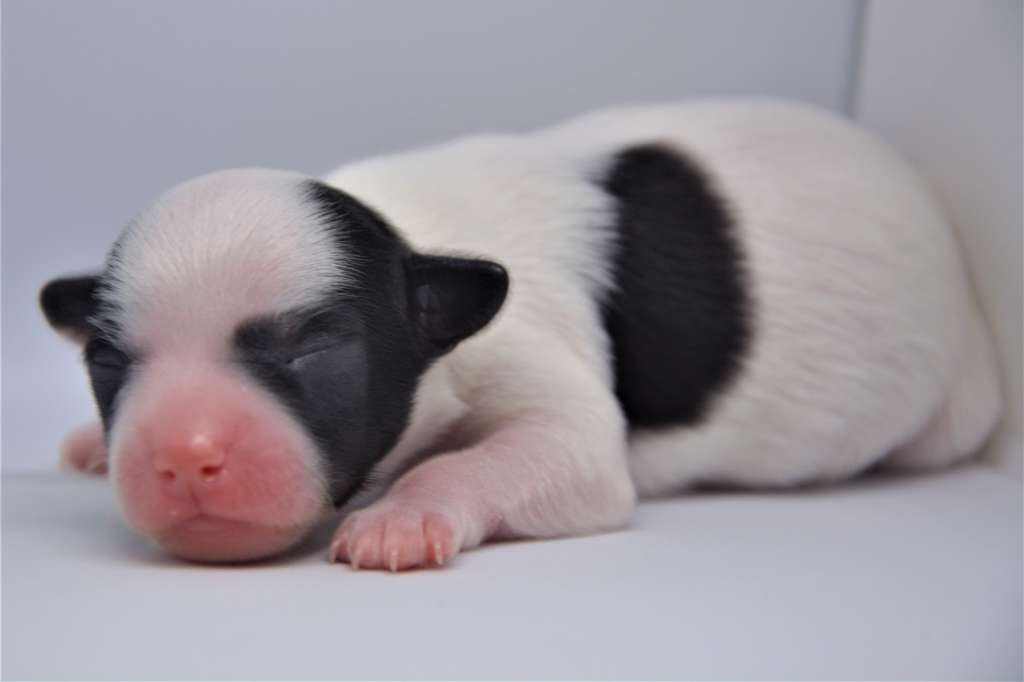 Hot N Spicy Aschabey