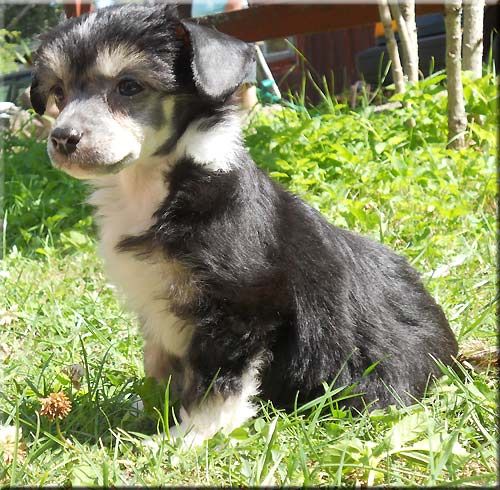 Marachinos Nobiz Like Showbiz