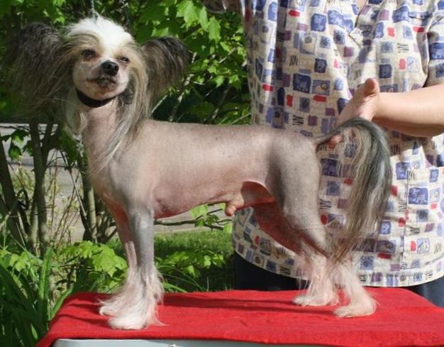 Edencrest Obsidian Fate