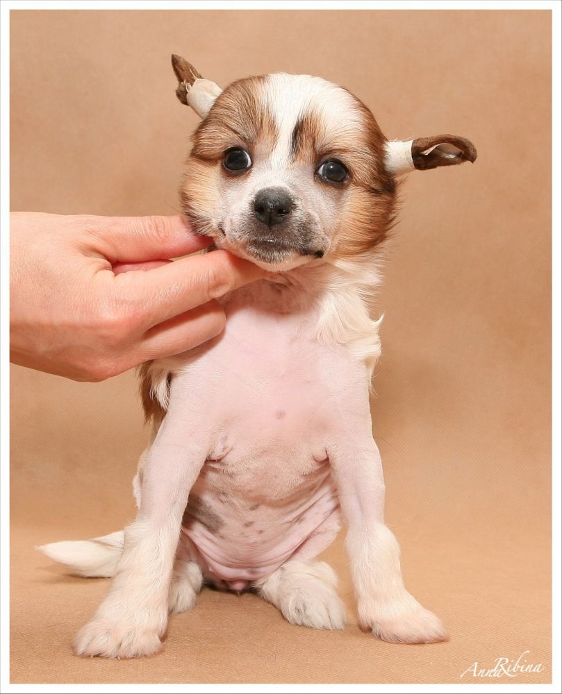 Dogland Happy Sharada