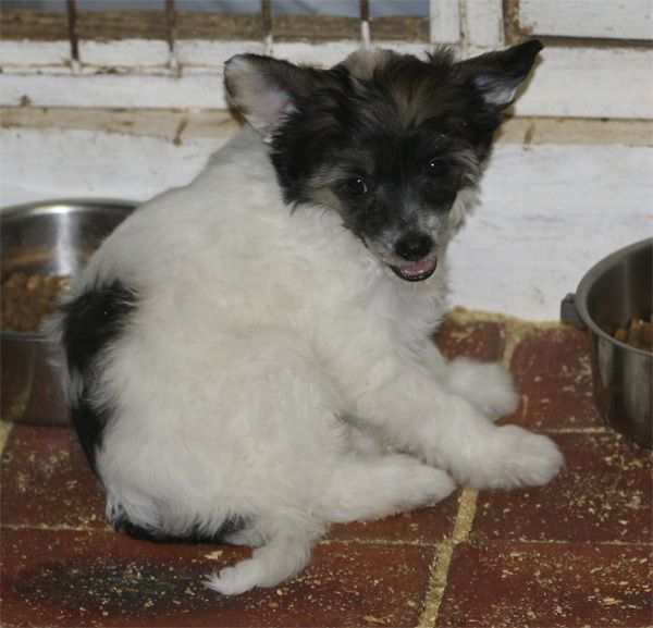 Entourage Dream Weaver