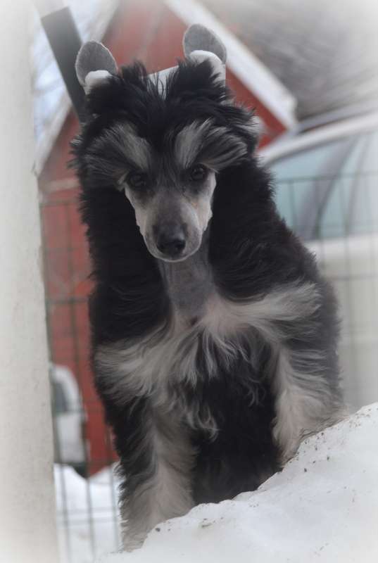 Zanevi's I'm Cute'n Cool