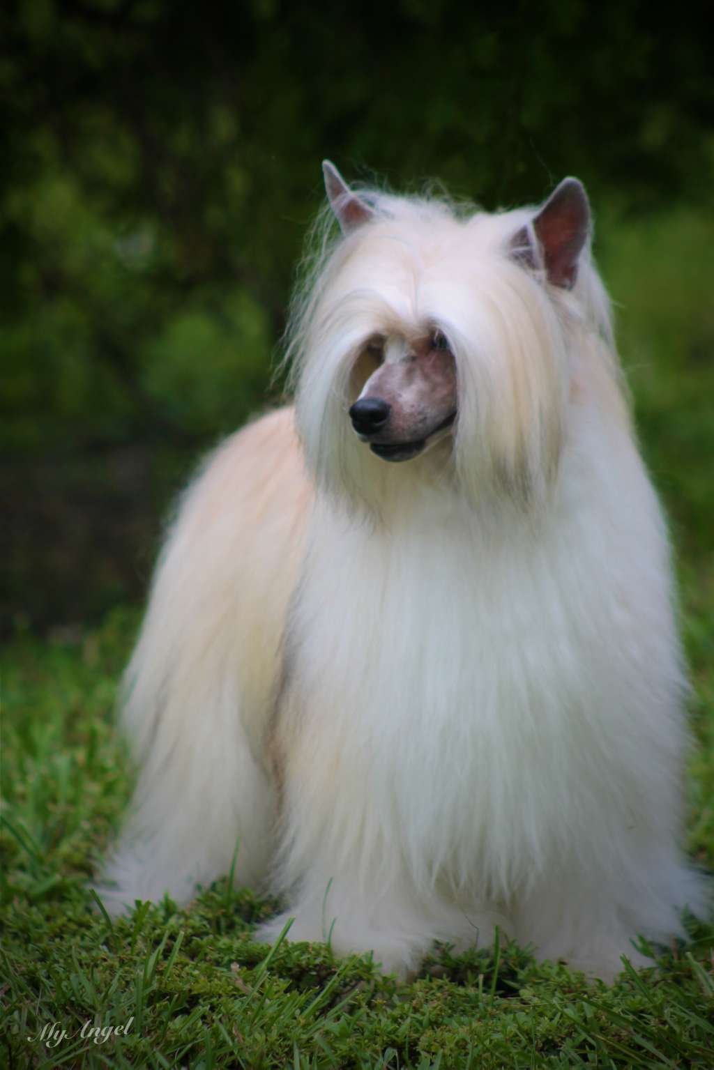 Kaylen's Brandy Alexander