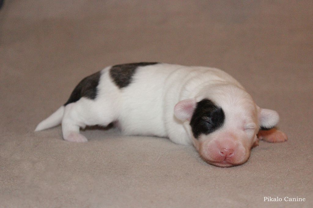 Pikalo Canine's Foxglove