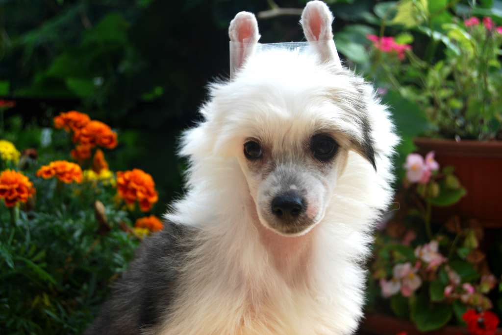 Night Fantasy Juna Dogs FCI