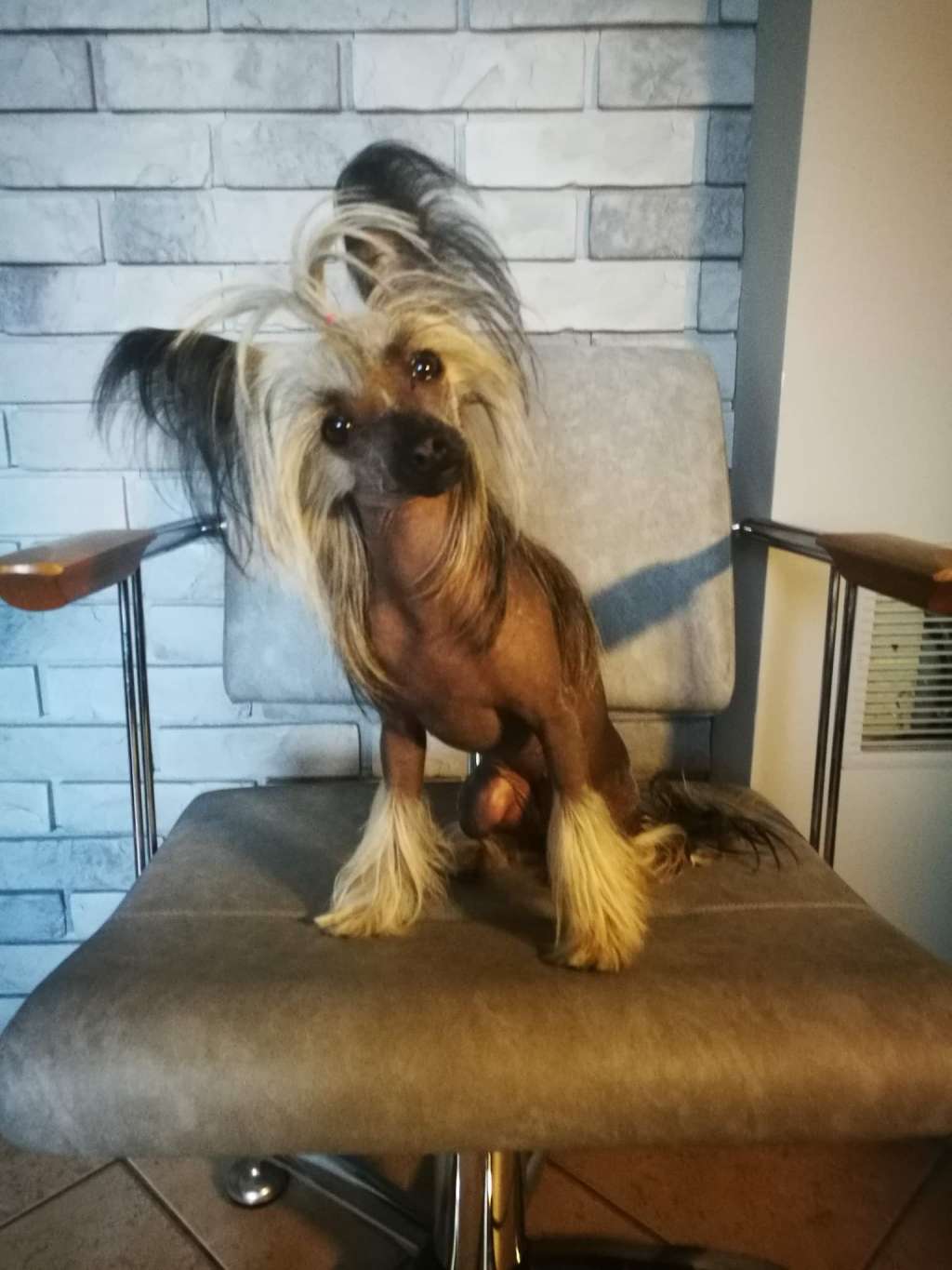 Aya Ciche Marzenia(FCI)