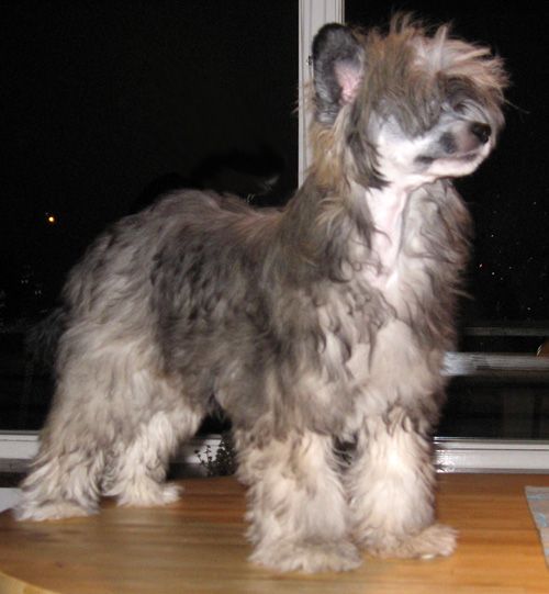 Emanazione's Four Tiny Nauru Paws