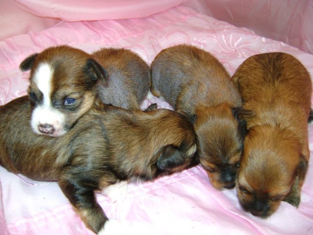 Ognenny Lotos Udshin