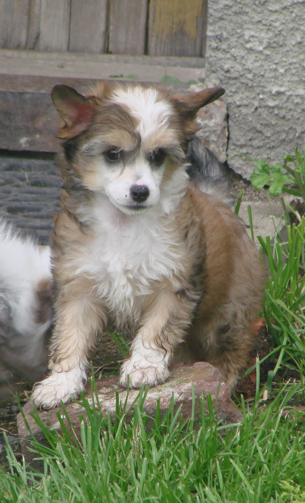 Baileys Chose Savente