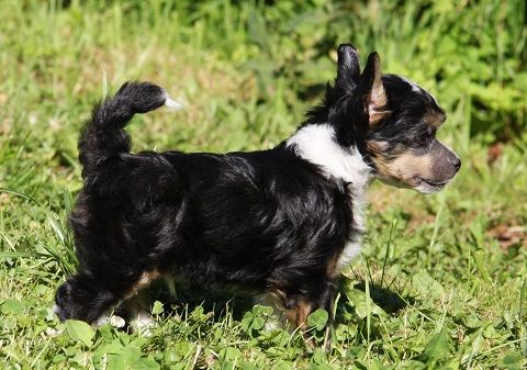 Benjamin z Jestrebiho kralovstvi