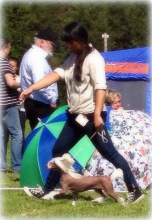 Drömtorpet's Kilroy by Hamlet