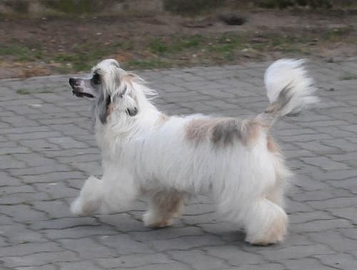 Sasquehanna (fci) Eld