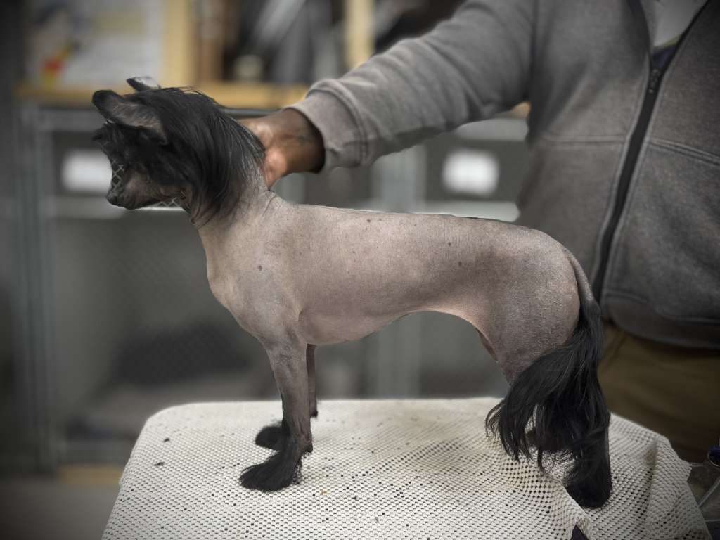 Little Dog Of Dream So Be It