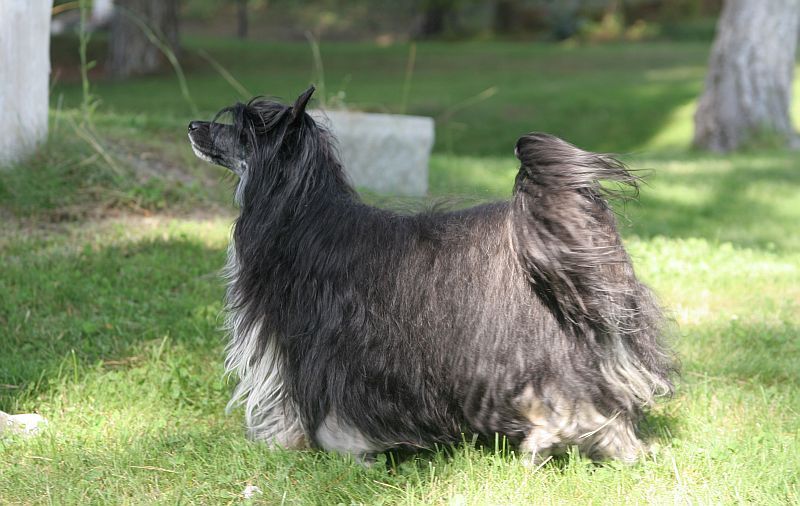 Shadow White Spanish Tango