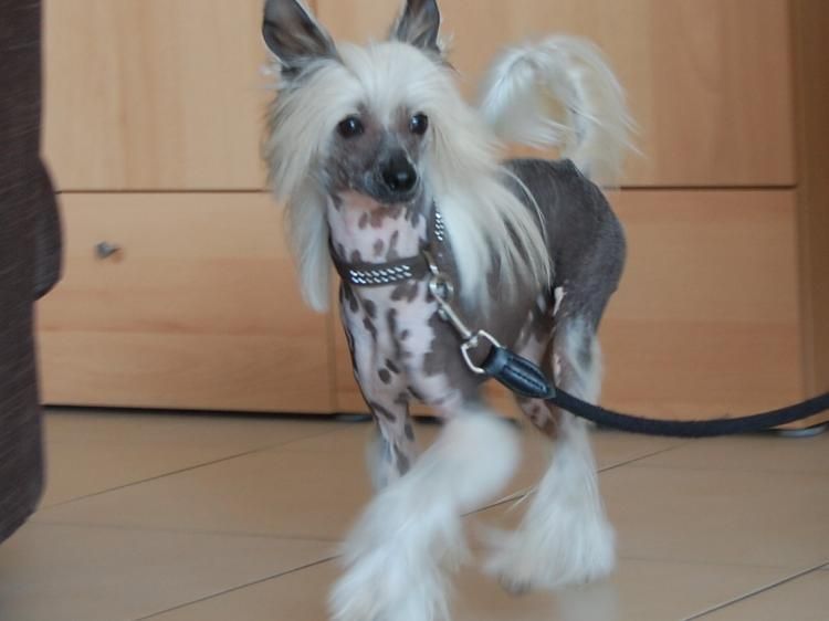 Etual Asandant Ametist