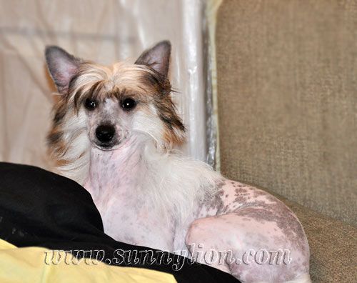 Sunny Lion Cherry Sladkaya Mechta 