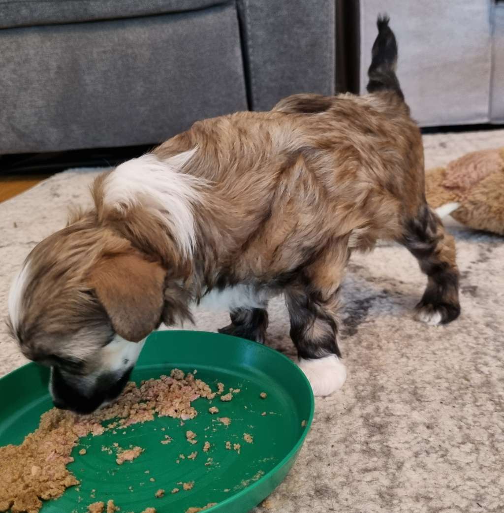 Epadalens The Temple Of The King