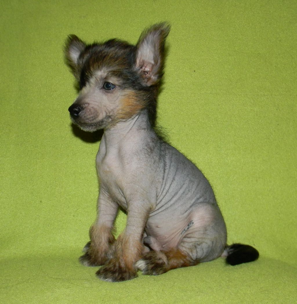 Ognenny Lotos Luidzhi Avanti