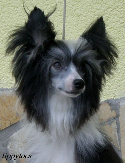 Tippytoes Miracle At Dawn