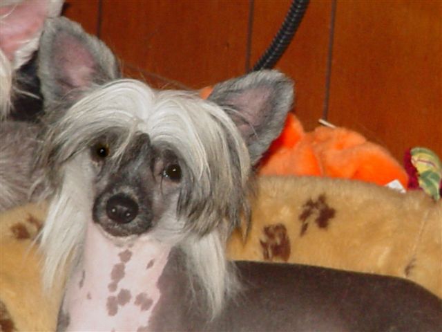 Woodlyn Redhot Royal Flush