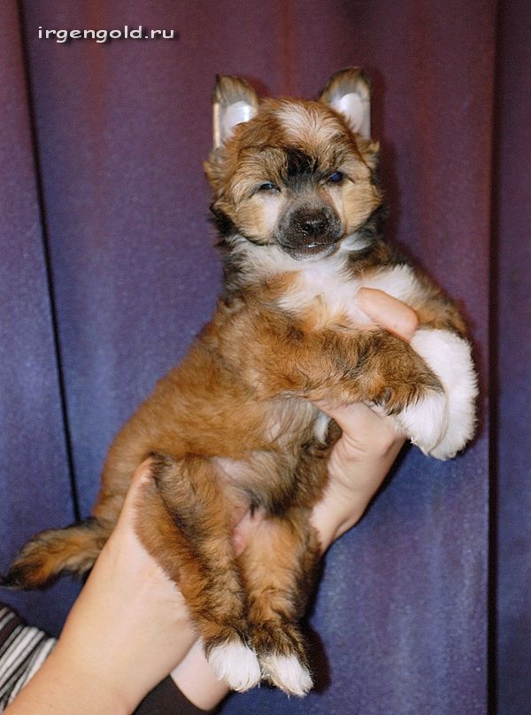 Irgen Gold  Petit Four