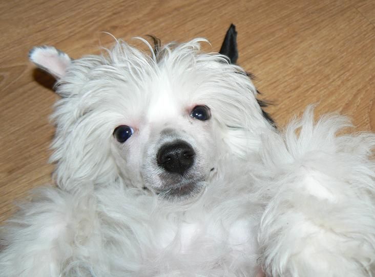 Cris Cross Little Sweetie