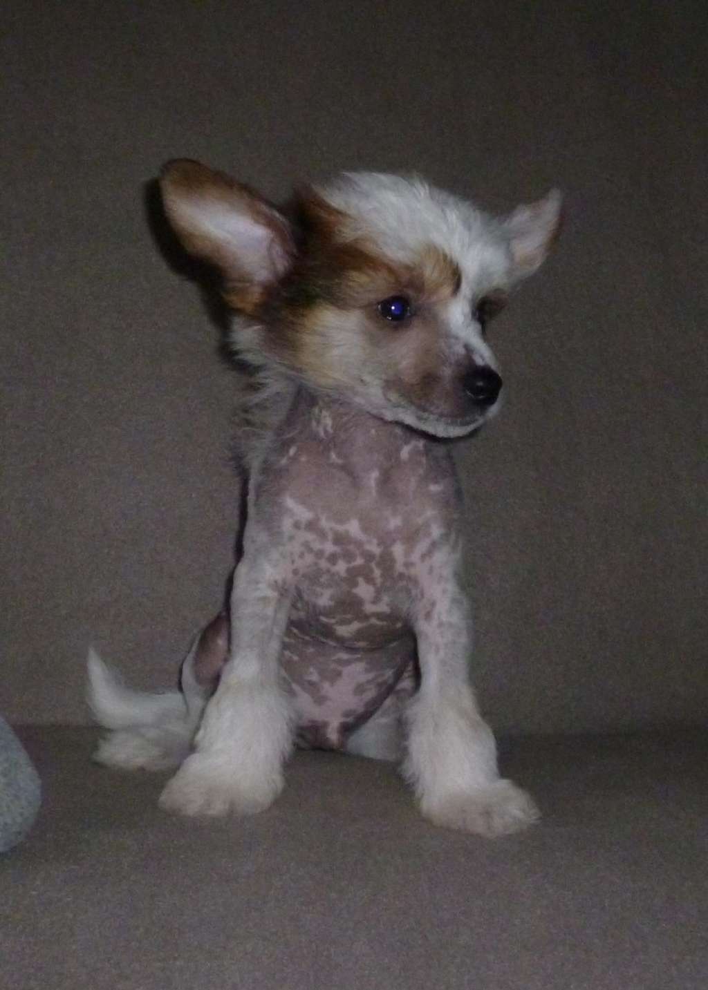 DIABLO noble ar Arenis Marri