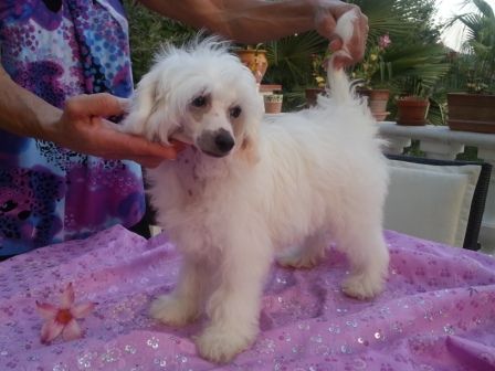 Hamlet Des Picholines