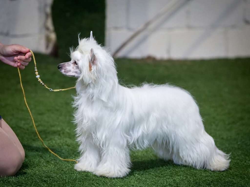 Preciosa Crystal Ice