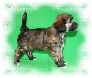 Family Song's Calimero