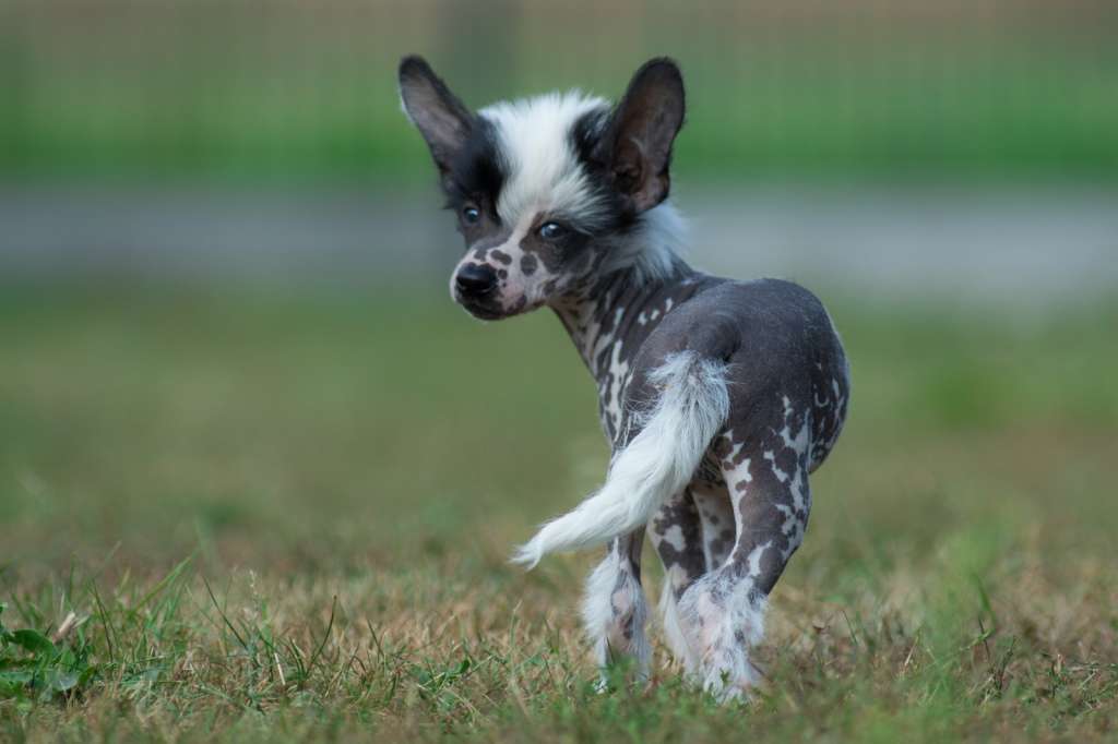 Fiedes vom Blühmchen