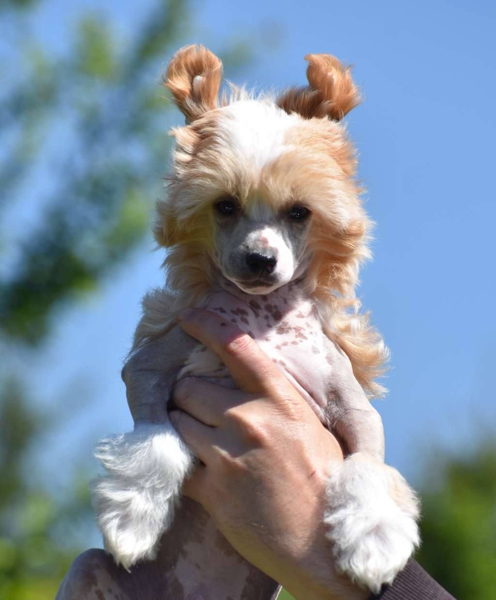 Valentino Garden Roses
