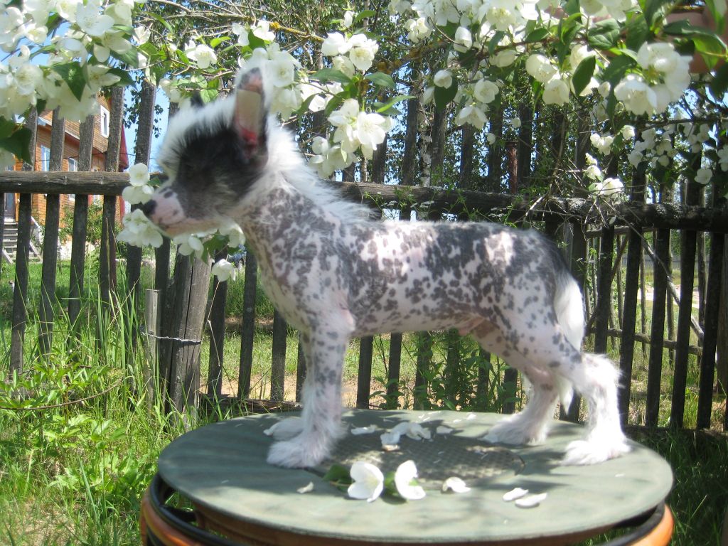 Extravaganza Band Shepard