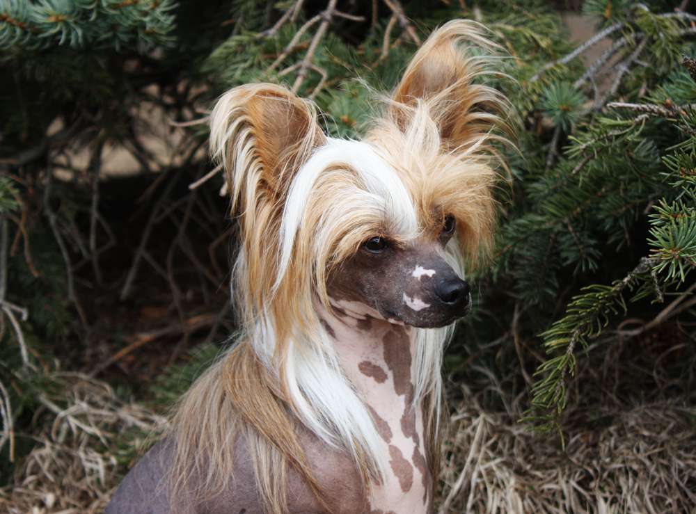 Chineseblue's Happy Go Lucky