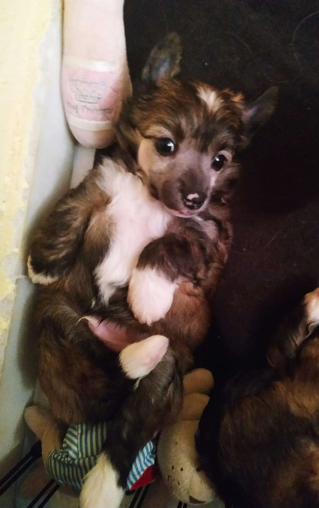 Valentino De Sothis.