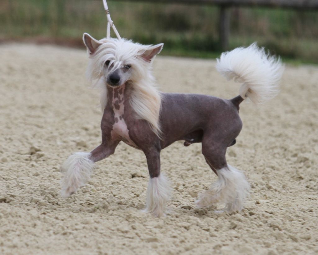 Dom Perignon of Blue Champagne