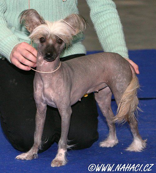 Fronny De Monur Al Maarii Sapphire