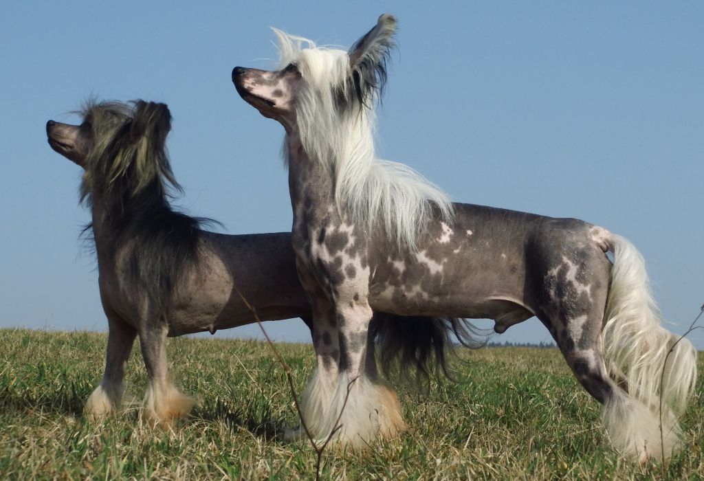 Inya Dreams Meet Me Half Way