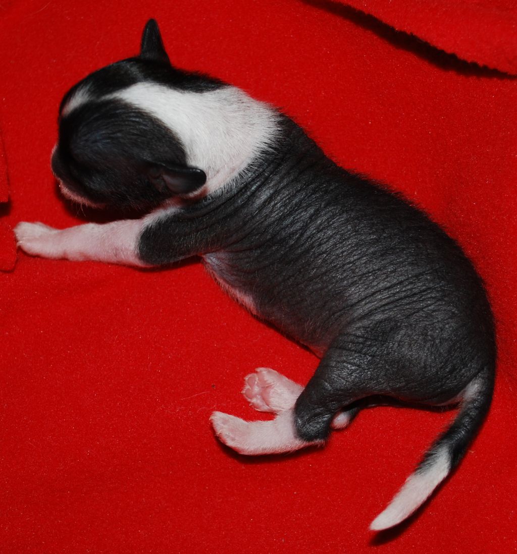 Väråsen Lord O'Love