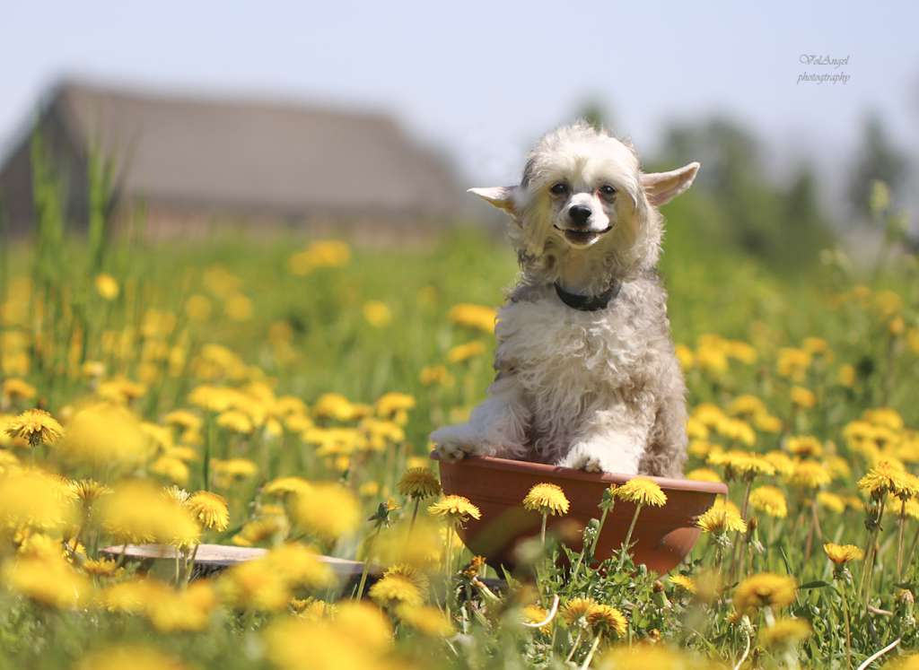 Volangel Dazzling Lord